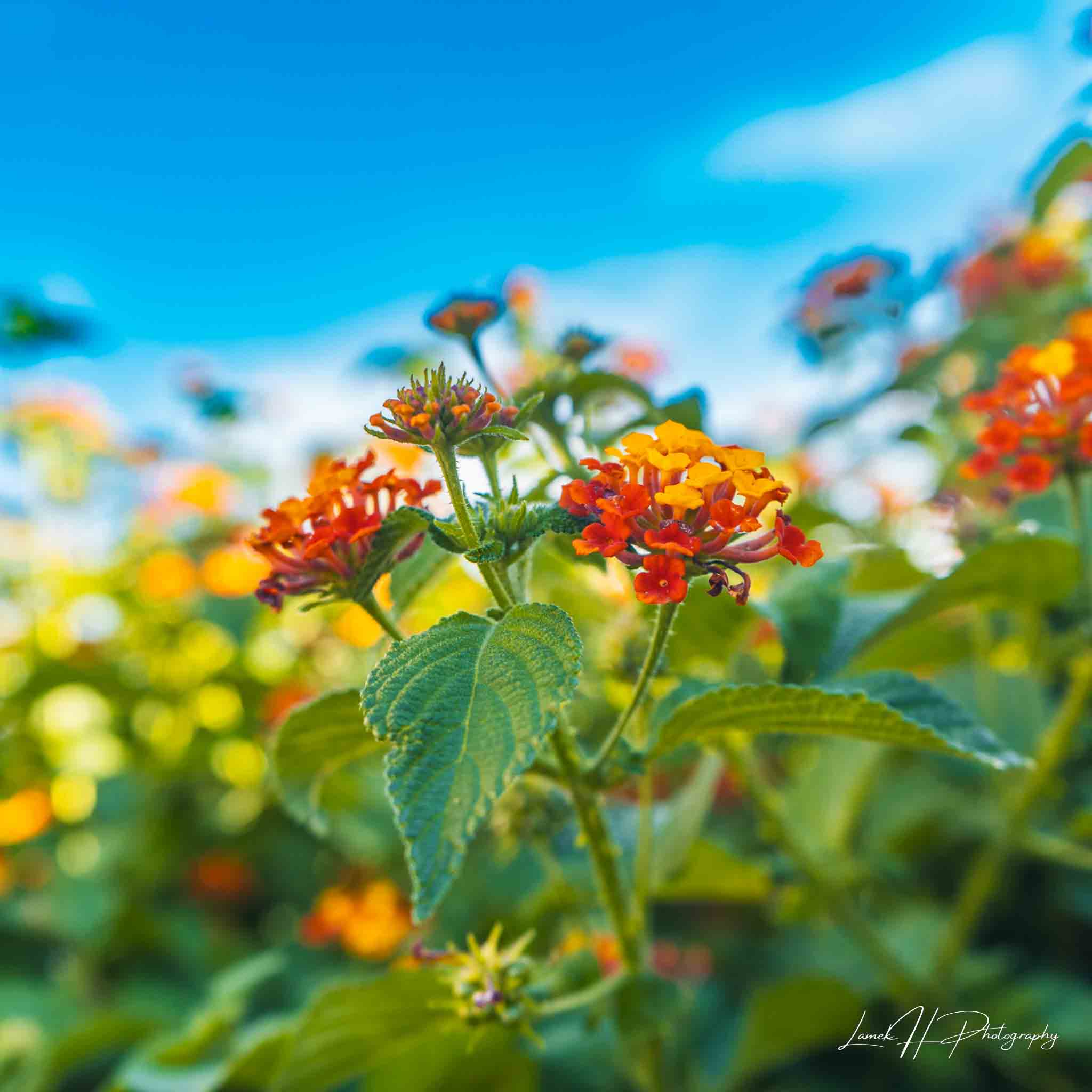 Golden sunset over the Namib Desert dunes